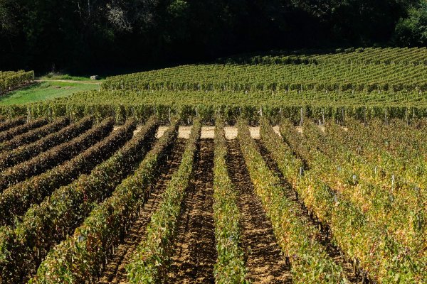  Les vignobles du bordelais