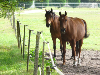 chevaux1 400