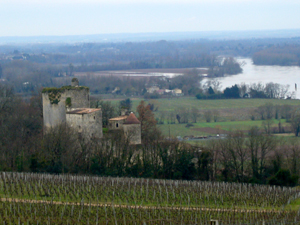 vignoble2